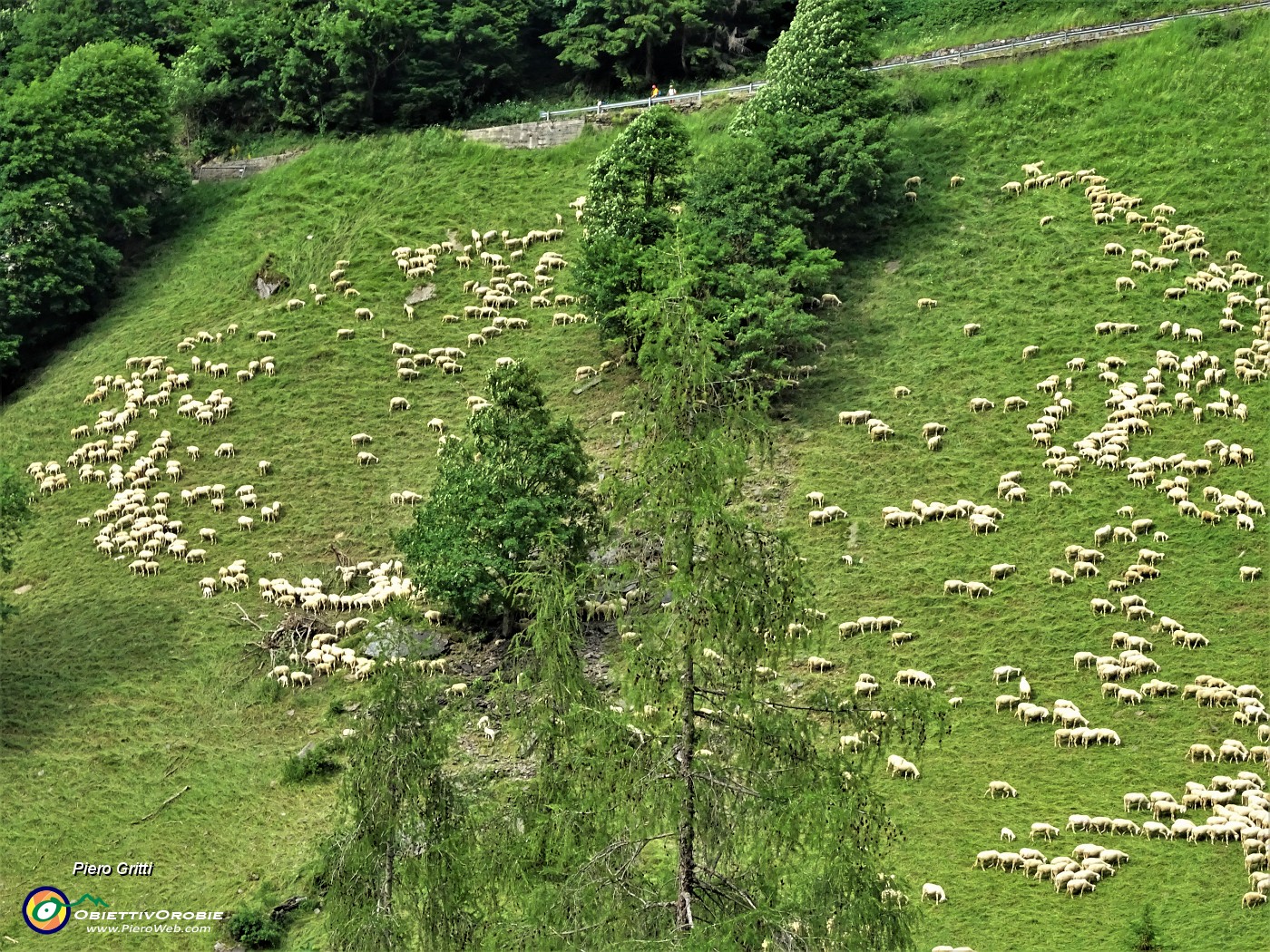 95 Le greggi sui pascoli di Pagliari.JPG
